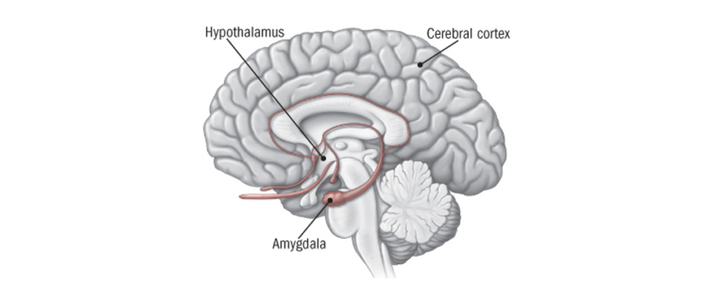 Uncertainty and the brain