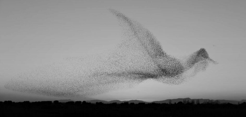 Complexity - murmuration