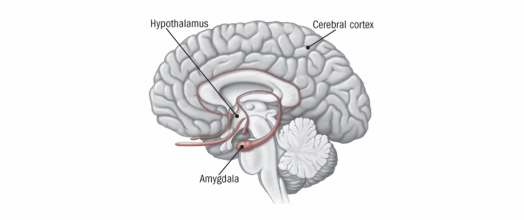 Uncertainty and the brain